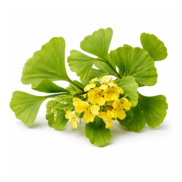 ginkgo-biloba-ingredient-igenics-eye-health