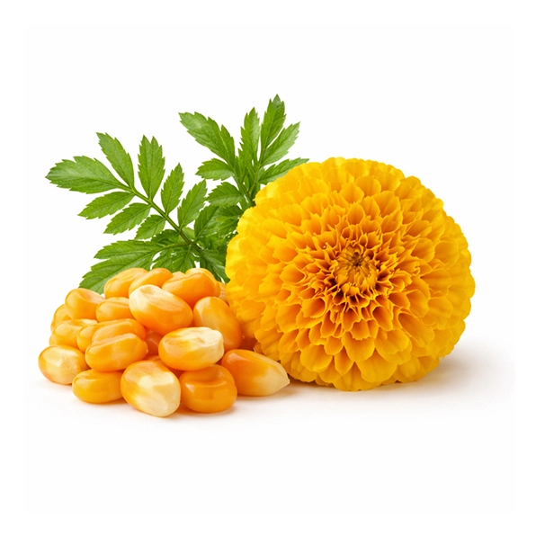 lutein-zeaxanthin-ingredient-igenics-eye-health